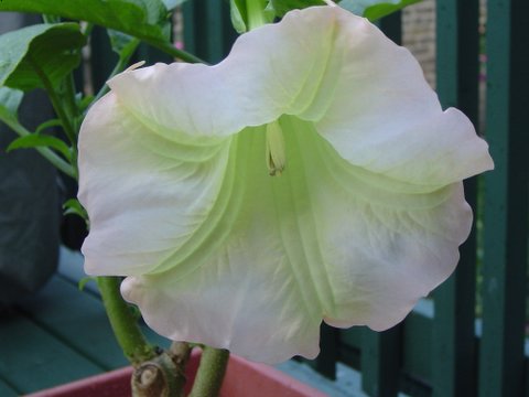 Pink Angel Trumpet Detail