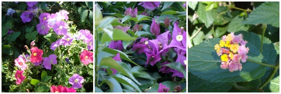 Capri Flowers