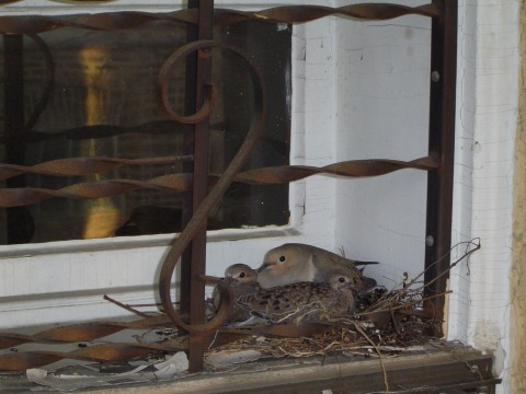 Doris & her babies