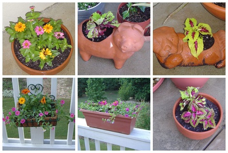 Flower Pot Color Flower Pot Color