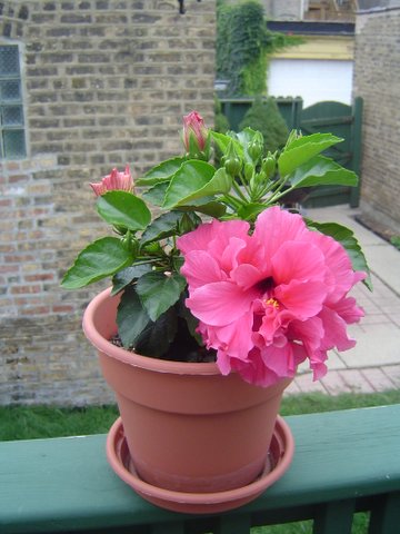 Pink Hibiscus