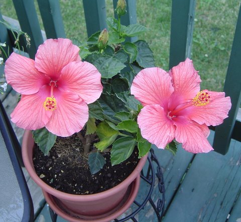 Deck Hibiscus 2008