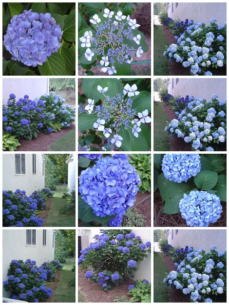 Blue Hydrangeas