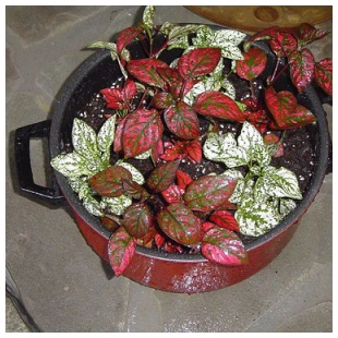 Pasta Pot Coleus Pasta Pot Coleus