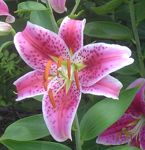 Stargazer 2005