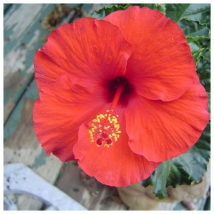 Hibiscus Bloom