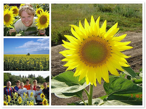 Moldova Sunflowers