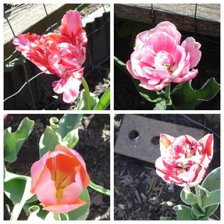 Tulips in my yard!