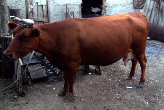 100_1915.jpg (large)